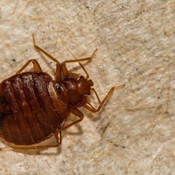 Modern Pest Services - bedbug on skin - Pest Control Near Me - Chichester, New Hampshire