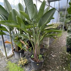 Clegg's Nursery - Isn't she pretty?!