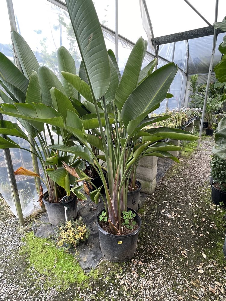 CLEGG’S NURSERY GREENWELL SPRINGS Updated October 2024 10645