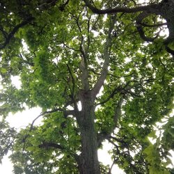 North East Ohio Tree Service - hit by lightning insurance is covertng