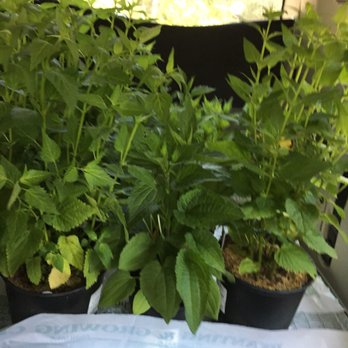 The Bloomin Haus - Healthy looking plants! - Nurseries & Gardening Near Me - Holtsville, New York