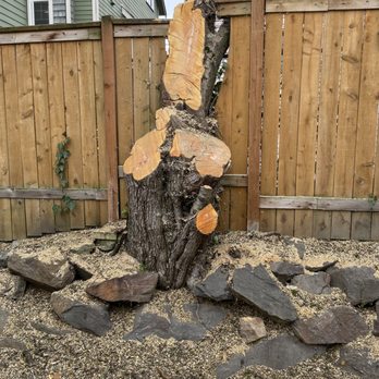 Green City Tree Care - this is the tree and fence - Tree Services Near Me Green City Tree Care - this is the tree and fence - Tree Services Near Me