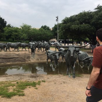 Pioneer Plaza Cattle Drive - Local Flavor Near Me - Dallas, Texas Pioneer Plaza Cattle Drive - Local Flavor Near Me - Dallas, Texas