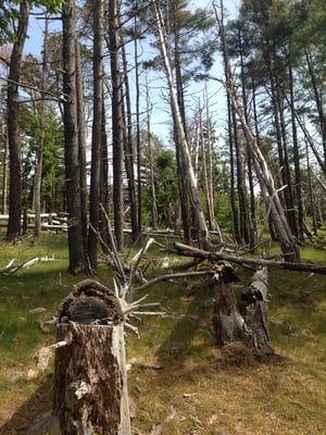 Mass Audubon Wellfleet Bay Wildlife Sanctuary by null