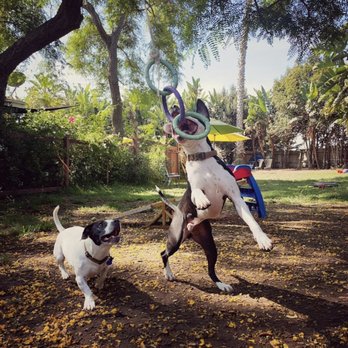 Sandy Paws Carpintera - Hanging in there!! Lol! - Pet Training Near Me Sandy Paws Carpintera - Hanging in there!! Lol! - Pet Training Near Me