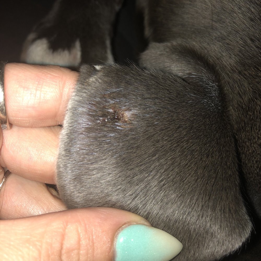 Dog Paw Daycare and Boarding - Pet Sitting Near Me - Eugene, Oregon