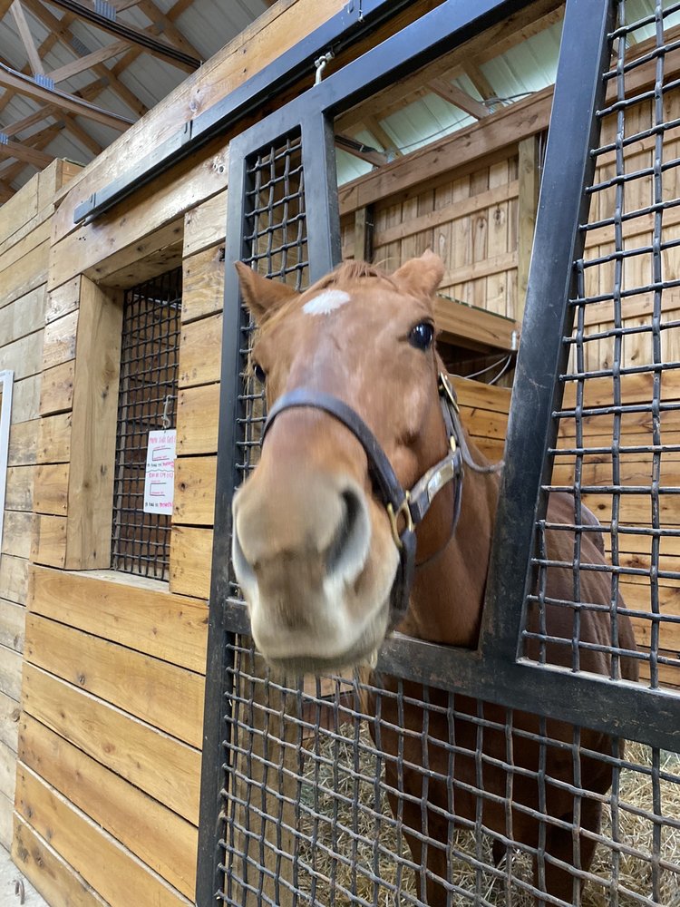 UNIQUE HORSE FARM TOURS 52 Photos & 19 Reviews Tours 1801 Newtown