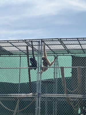 Gibbon Conservation Center by null