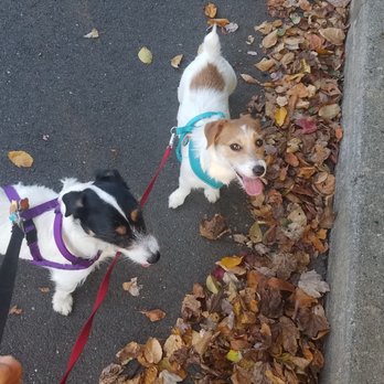 Scratch N' Sniff Pet Services - Pet Training Near Me Scratch N' Sniff Pet Services - Pet Training Near Me