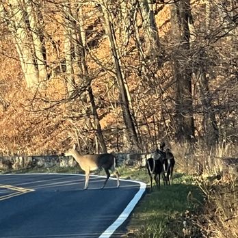 Shenandoah National Park - Parks Near Me - Luray, Virginia Shenandoah National Park - Parks Near Me - Luray, Virginia