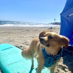 Mondos Beach - Dog