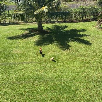 Cliffs at Princeville - The rooster and the hen visiting me in the safe travels Hawaiian travel program- 3 day quarantine- lovely place - great staff - Vacation Rentals Near Me - Princeville, Hawaii