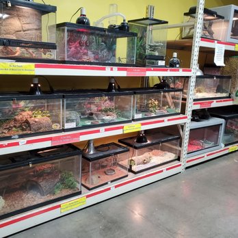 Pratt's Pets - El Mirage - Reptile Wall - Pet Stores Near Me - El Mirage, Arizona Pratt's Pets - El Mirage - Reptile Wall - Pet Stores Near Me - El Mirage, Arizona