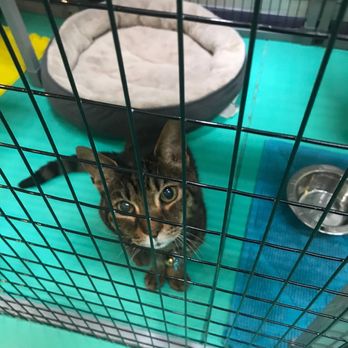 California Cat Center - Calvin, my 19 year old who passed away in 2019. He was a staff favorite and was always given extra love. - Veterinarians Near Me - Van Nuys, California California Cat Center - Calvin, my 19 year old who passed away in 2019. He was a staff favorite and was always given extra love. - Veterinarians Near Me - Van Nuys, California