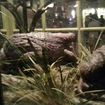 Magical Menagerie - Toy Stores Near Me - Orlando, Florida Magical Menagerie - Toy Stores Near Me - Orlando, Florida