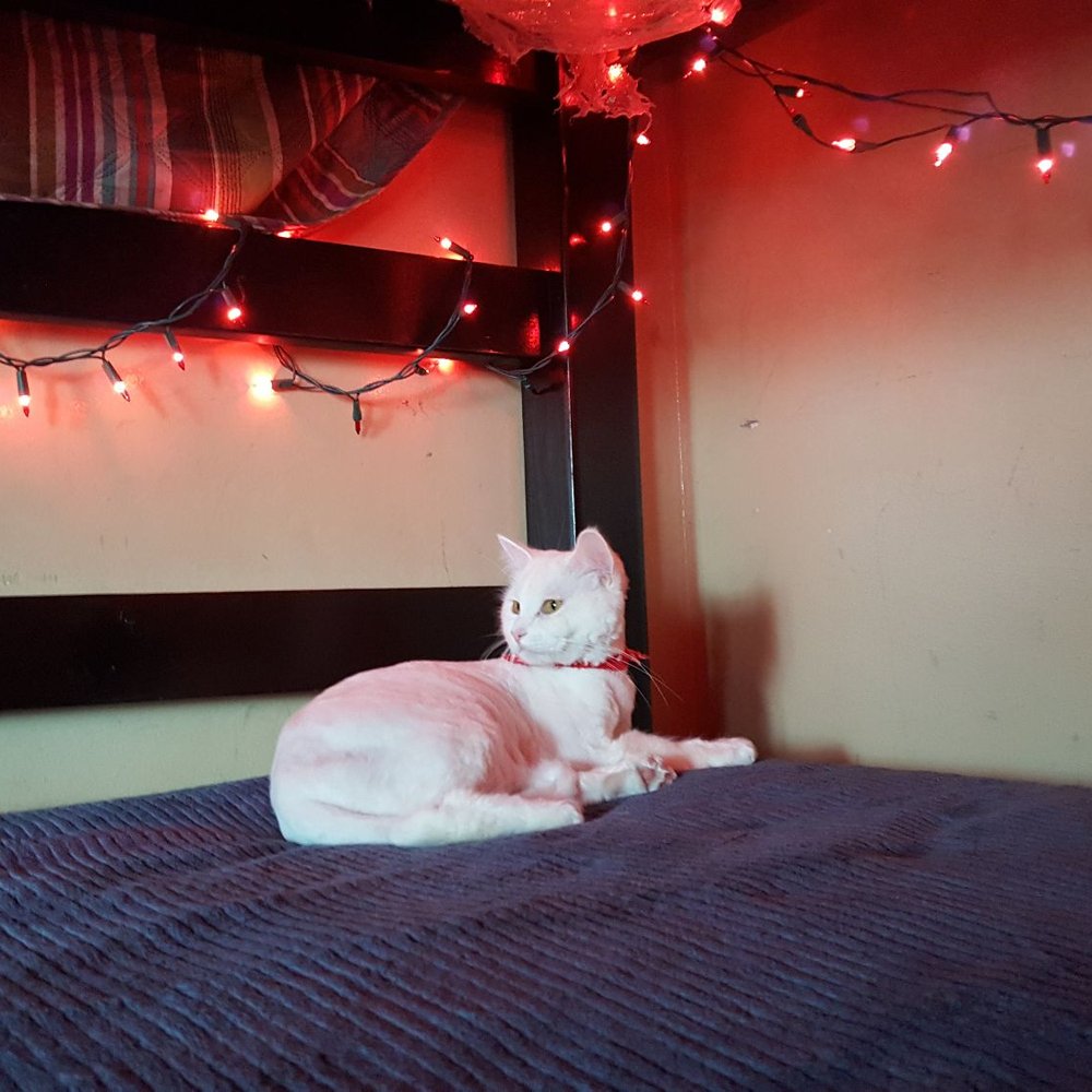 We Groom Pets - Aurora feels so much better with her new cut. Thanks Lucy! - Pet Groomers Near Me - Downey, California We Groom Pets - Aurora feels so much better with her new cut. Thanks Lucy! - Pet Groomers Near Me - Downey, California