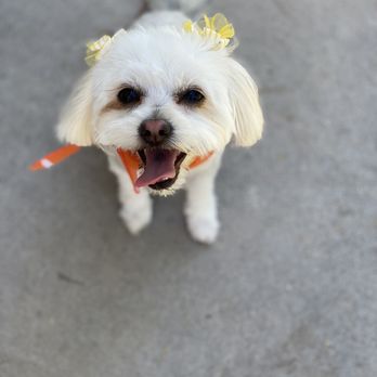 Grooming by Darcy - This is after! - Pet Groomers Near Me - Las Vegas, Nevada