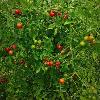 Mackintosh Fruit Farm - Sweet cherry tomatoes - Farmers Market Near Me - Berryville, Virginia Mackintosh Fruit Farm - Sweet cherry tomatoes - Farmers Market Near Me - Berryville, Virginia