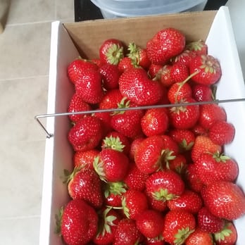 Samascott Orchards - Hardwork but worth it! - Fruits & Veggies Near Me - Kinderhook, New York