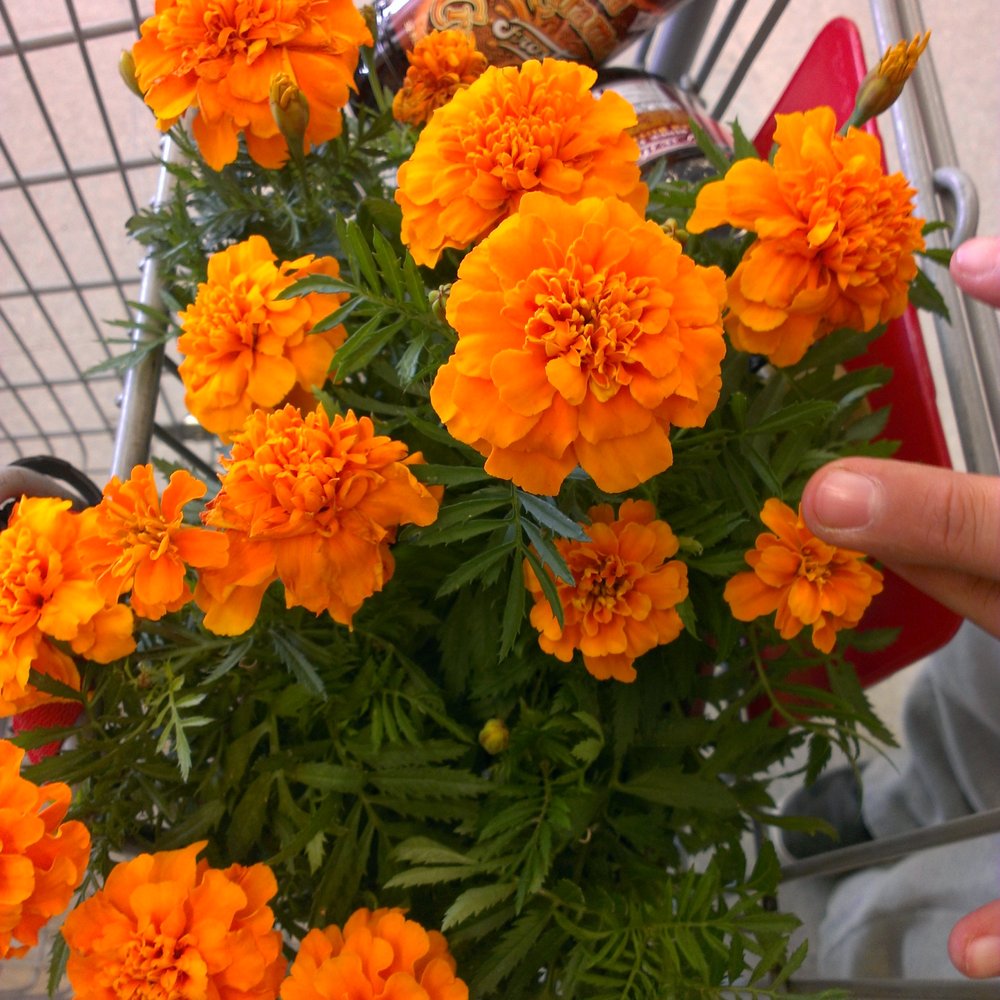 Van's Ace Hardware - These merrygolds will be used to keep the aphids off of my tomatoes in my garden - Hardware Stores Near Me - Tracy, California Van's Ace Hardware - These merrygolds will be used to keep the aphids off of my tomatoes in my garden - Hardware Stores Near Me - Tracy, California