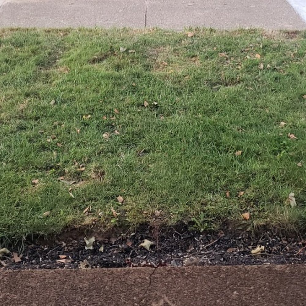 Adam's Tree - Observed damages by Adam's Tree Services (lawn 2) - Tree Services Near Me - Schnecksville, Pennsylvania Adam's Tree - Observed damages by Adam's Tree Services (lawn 2) - Tree Services Near Me - Schnecksville, Pennsylvania