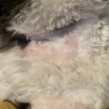 Pampered Paws Grooming - As you can see they shaved him in some areas after I had stressed not to. It's so bad. - Pet Groomers Near Me - Palmer Lake, Colorado