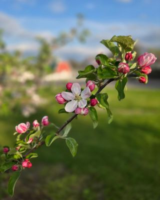 Wiard's Orchard Country Store by null