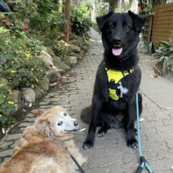 Sarah Daniel - The Kind Vets - Veterinarians Near Me