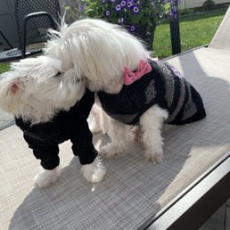 Teddy & Daisy