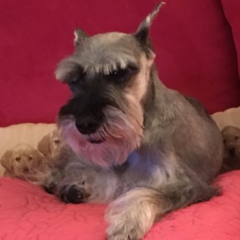 Granny Grunt's Grooming - Pet Sitting Near Me - Fort Lauderdale, Florida