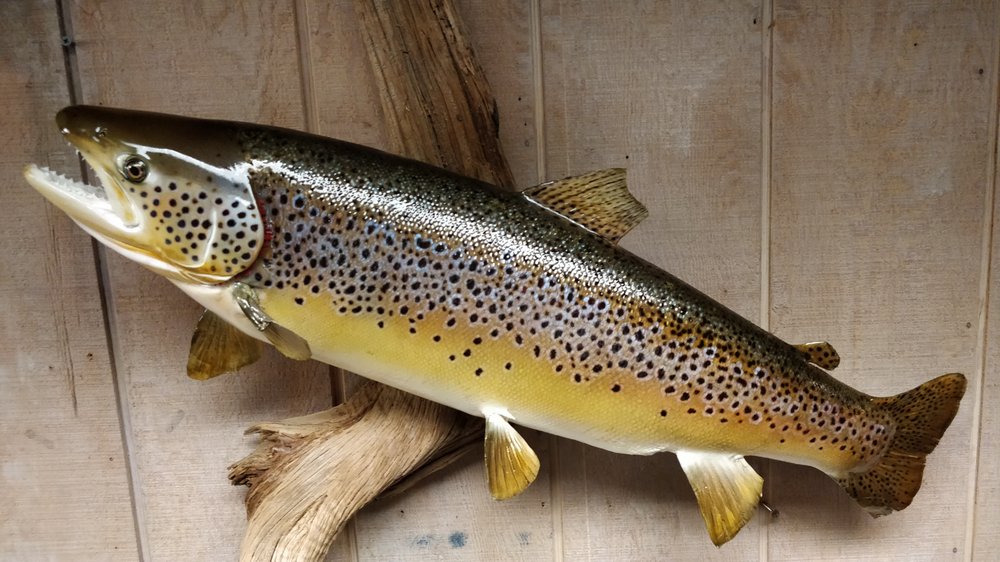 Kulis Freeze Dry - taxidermy in Bedford, OH