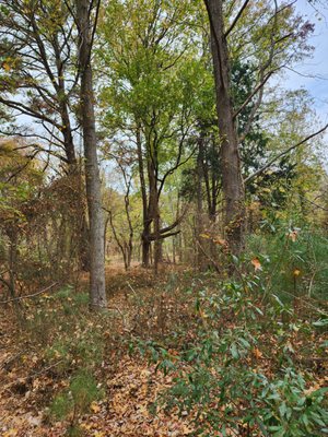 Point Lookout State Park by null