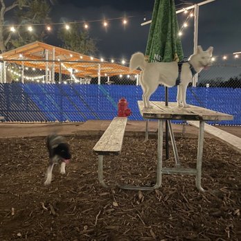 Yard Bar - Bars Near Me - Austin, Texas Yard Bar - Bars Near Me - Austin, Texas