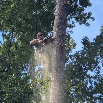 Batie's Tree Service - Climber removing lightning struck Pine Tree. - Tree Services Near Me