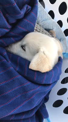 pet care center slauson