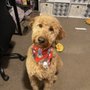 Pawz N Clawz Pet Salon
