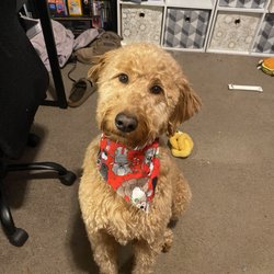 Pawz N Clawz Pet Salon