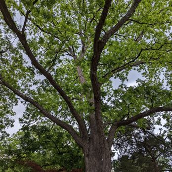 Prairie Creek Park - Old growth trees in abundance - Parks Near Me - Richardson, Texas Prairie Creek Park - Old growth trees in abundance - Parks Near Me - Richardson, Texas