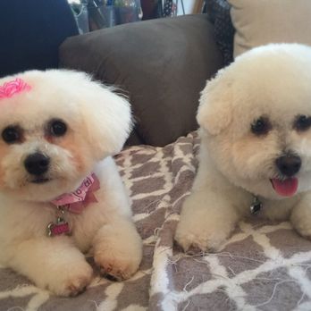Bubbles Pet Spa - Pet Groomers Near Me - Torrance, California Bubbles Pet Spa - Pet Groomers Near Me - Torrance, California