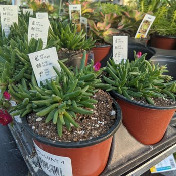 Lowe's Home Improvement - Succulents with flowers! - Hardware Stores Near Me - Pickering, Ontario