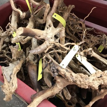 Kim's Nature - Roots - Nurseries & Gardening Near Me - Markham, Ontario