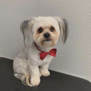 Little Paws Grooming - Pet Groomers Near Me - Indio, California Little Paws Grooming - Pet Groomers Near Me - Indio, California