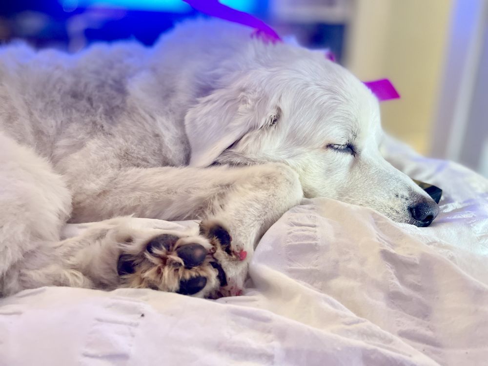 Best Dog Nanny Ever - pet boarding facility in Fort Worth, TX