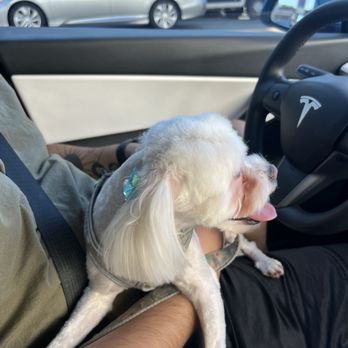 Puppy In Style - Pet Stores Near Me - Los Angeles, California