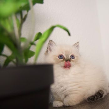 1. Doramiragdoll Cattery