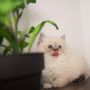 Photo of Doramiragdoll Cattery