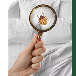 Regions Pest - Bed Bugs can quickly become an infestation. These pest travel through wall voids, ceiling voids, plumbing chases and electrical outlets.