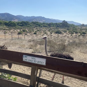 Ostrichland USA - Attraction Farms Near Me - Solvang, California Ostrichland USA - Attraction Farms Near Me - Solvang, California