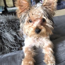 What my pup should look like after being properly groomed