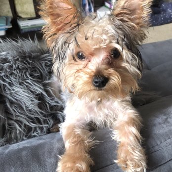 PetSmart - What my pup should look like after being properly groomed - Pet Training Near Me - Kensington, Maryland